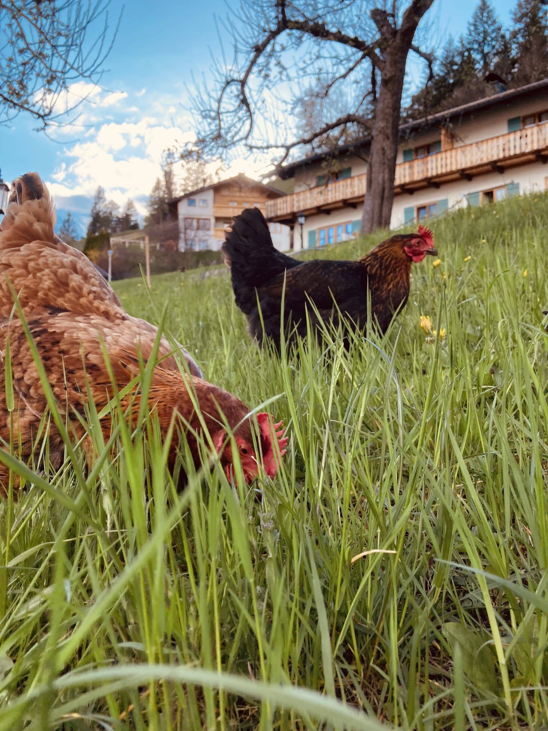Hühner Sonnenhof Mittenwald