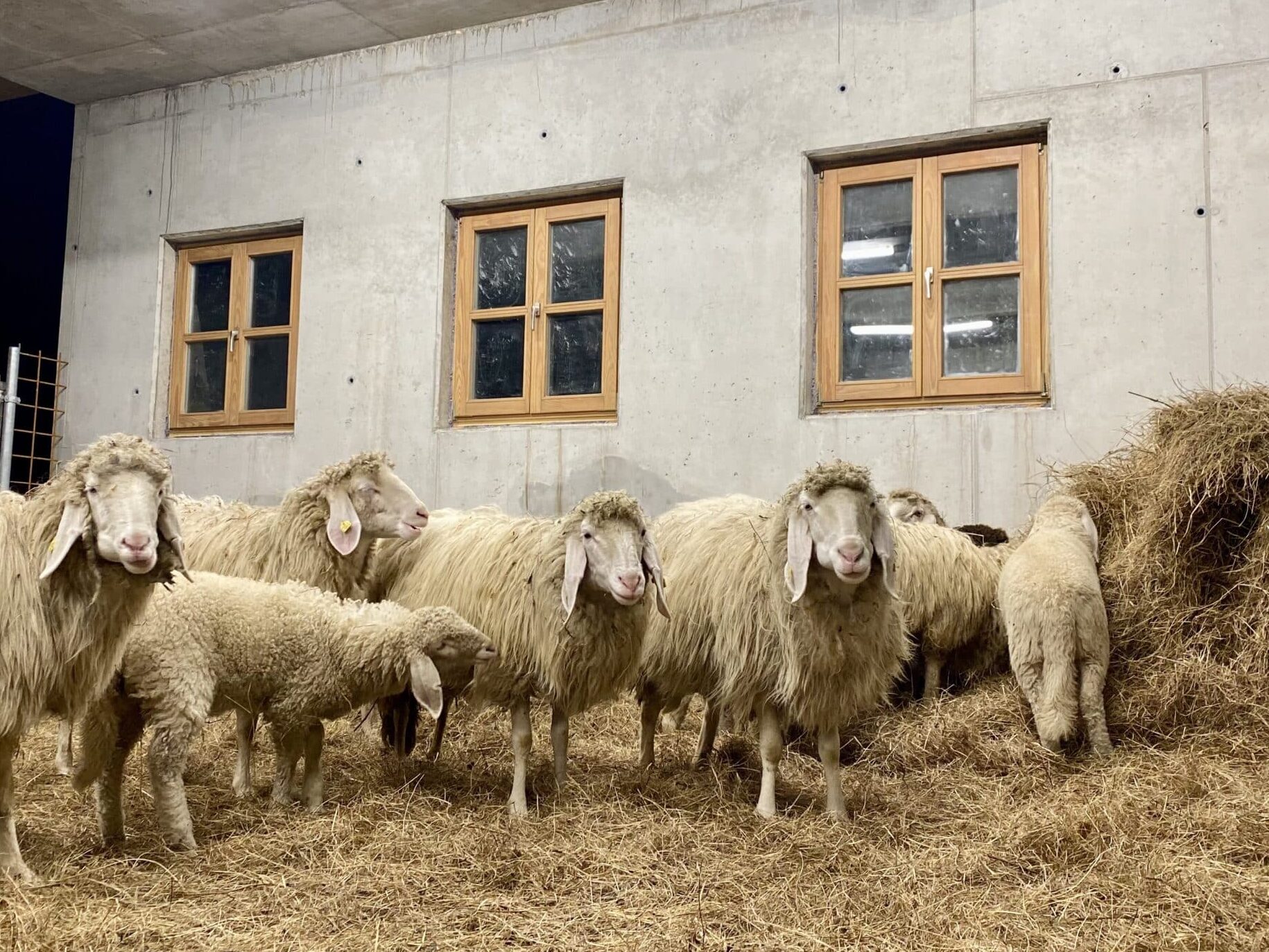 Schafe Stall Sonnenhof Mittenwald