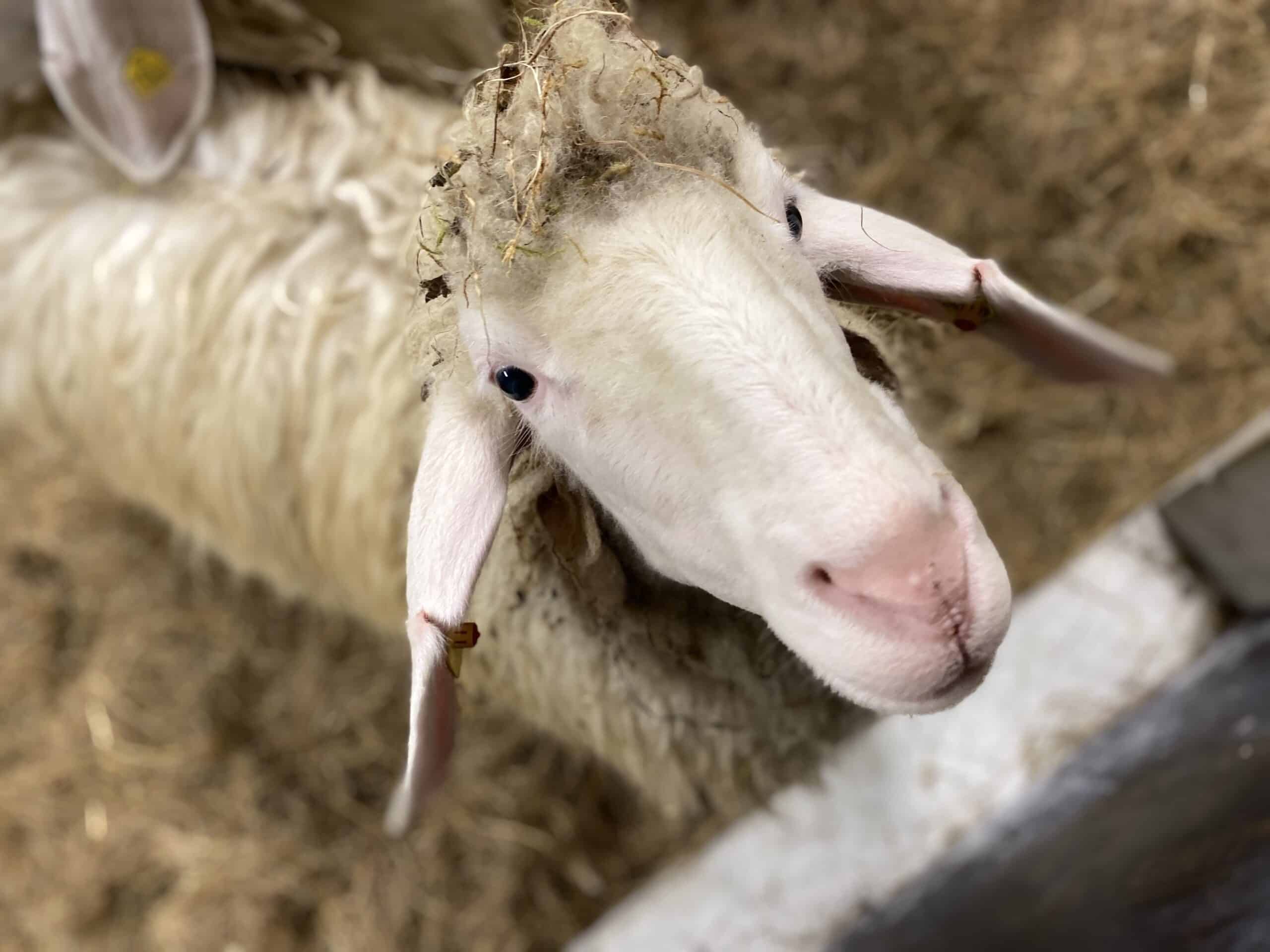 Berta Schaf Sonnenhof Mittenwald
