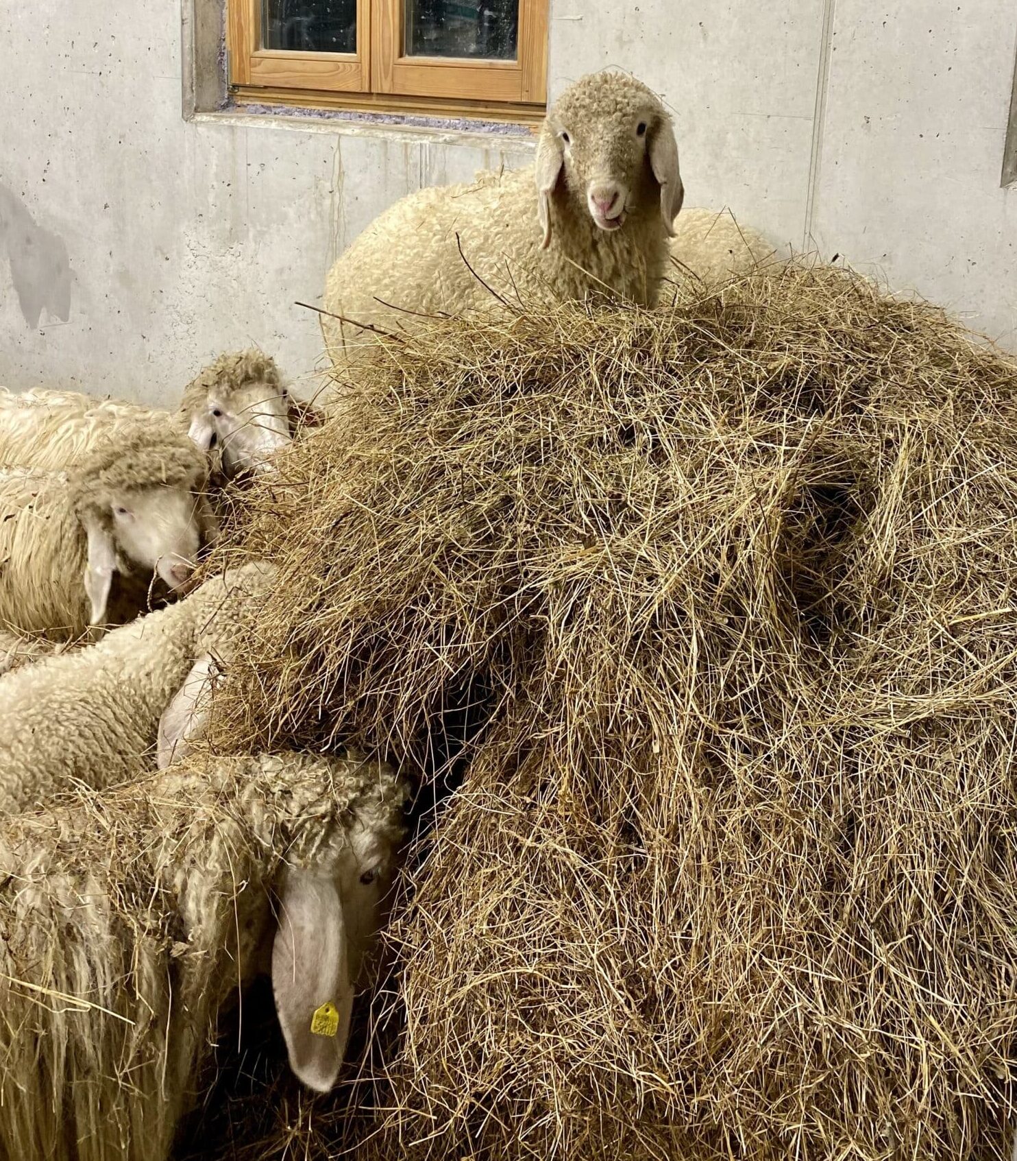 Schafe am Sonnenhof Mittenwald