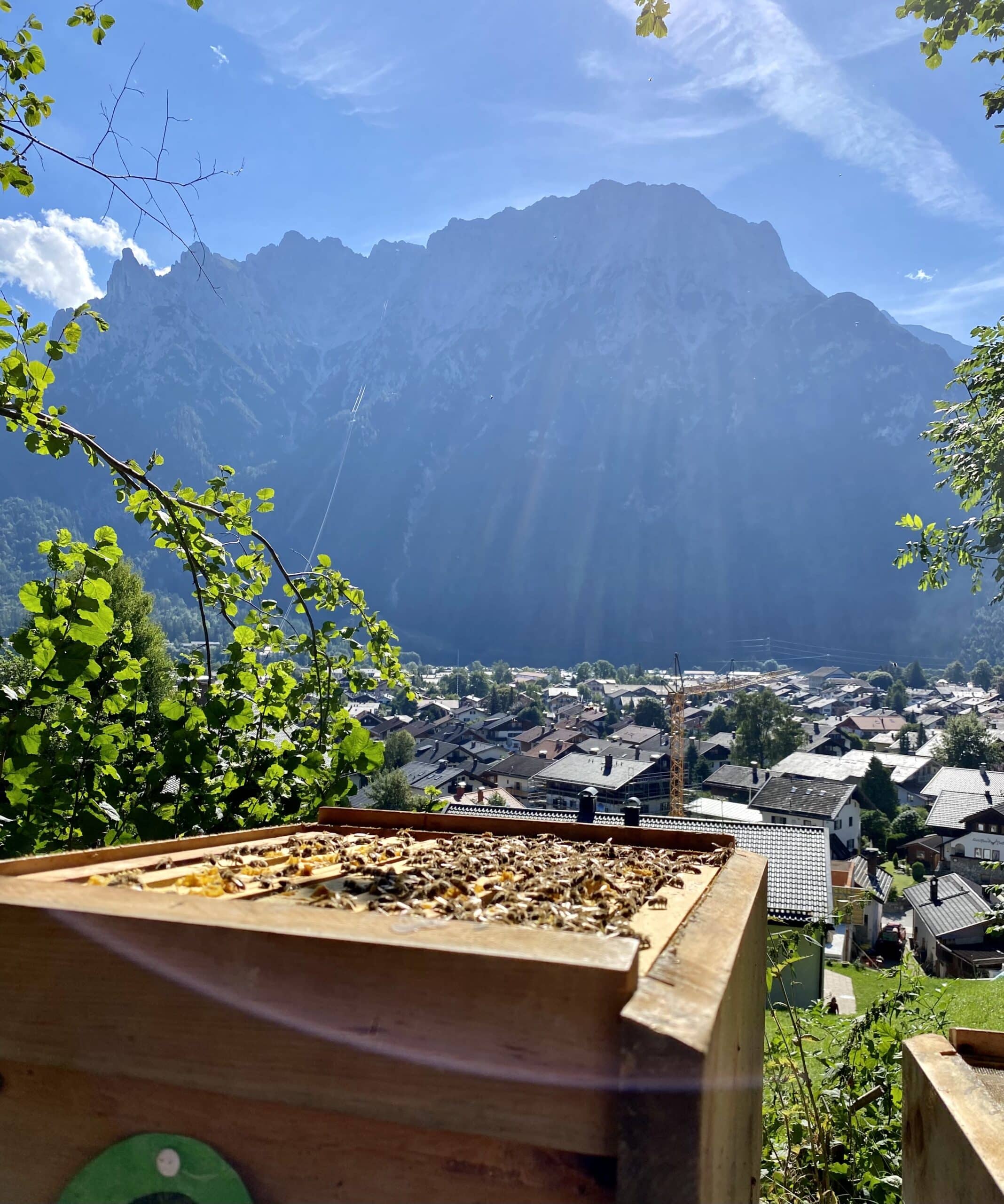 Bienen Sonnenhof Mittenwald